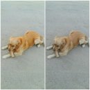 하늘아래 첫동네 꿩밭 이미지