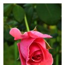 The last rose of Summer/ Thomas Mooer 이미지