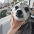 심쿵하개 이미지