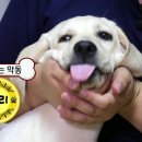 악동강아지 이미지