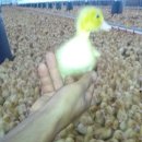 오리농장 이미지