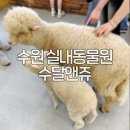 수원 실내 동물원 추천 🦦 수달앤쥬 아기와 동물 교감 체험 후기