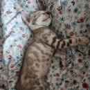 MJ캐터리 이미지