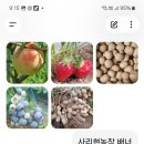사리현농장 네이버블로그