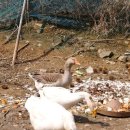 정다운농장 이미지