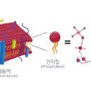 네오PC 이미지