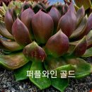 골드퍼플