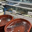 진도아리랑회센터 | 진도 회 맛집 아리랑회센터 청해회수산 감성돔 푸짐하게 싱싱하게 바가지 없이 대만족