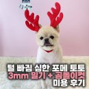 토토애견 | 광주 신창동 애견미용, 털 빠짐 심한 포메 토토 3mm 밀기 + 곰돌이컷 미용 후기