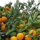 선화농원 이미지