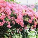 봄을 그리며 이미지