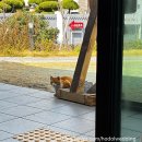 파인드 핏 | (제주 빈티지샵) 제주 애월 빈티지샵파인드앤코 내돈내산 쇼핑후기