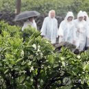 신효동-14 이미지