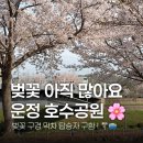 [파주 운정] 운정호수공원 | 4월 셋째주 벚꽃 명소 막차! 돗자리 피크닉 / 러닝 가능한 벚꽃뷰 산책로 🌸