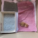 도기머기 | 고양이 생일케이크 도기머기 연어치즈케이크 내돈내산 길냥이 구조 에피소드 있음!