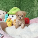 애견왕국 이미지