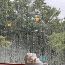 또간집 보고 다녀온 논산 팔복순대, 비 오는 날 더 생각나는 곱창칼국수와 카페 해피어 후기