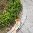 펫맘애 이미지
