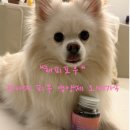 해피포우 | 해피포우 강아지 피부 영양제 오메가3 유산균 강아지 아토피 피부병 올인원 90g