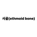 사골(Ethmoid Bone) 완벽 해부: 구조, 기능, 그리고 코 질환과의 관계 이미지