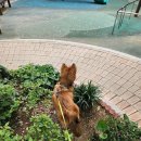 개나리공원3 이미지