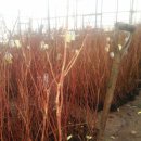 비파농장 이미지