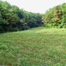 강원도 횡성부동산 솔향가득한 횡성토지매매 [횡성군 둔내면부동산] #횡성토지 이미지