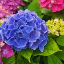 하모리-10 이미지