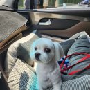 살롱드댕댕 이미지