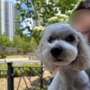 퐁실하개 | [지축 애견미용] 퐁실하개 (feat. 클리핑 9mm)