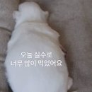 술시 네이버블로그