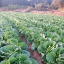 용진농장 이미지