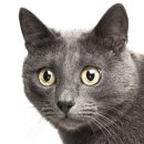 행복한고양이 티스토리