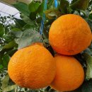 방가네농장 이미지