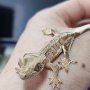 라피스게코 이미지