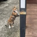 크로스핏 다이노소어 이미지