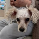 선부광장1로 동명아파트앞 | 안산 선부동 선부중앙동물의료센터 강아지 백내장 진료 및 검사 후기