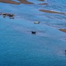 점박이 물범가족 이미지