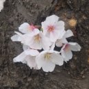 4571 | 사이드쇼 SideShow 잠실, 즉석떡볶이롯데월드몰 5층 내돈내산 후기