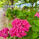 영도국제크루즈 | 부산 수국 명소 가볼만한곳 영도 아미르 공원 수국길 실시간