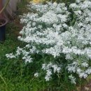 능금주유소 이미지