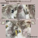 더엘동물의료센터 이미지