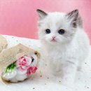 펫퍼스트 24시 강아지분양고양이분양 용인점 | 용인 강아지분양 펫퍼스트 24시 앱으로 입양 정보 확 인한 후기