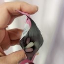 트리뉴얼 이미지