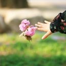 벚나무길 이미지