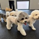 디오네 도그케어 이미지