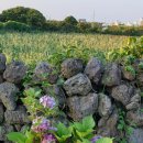 무명화가의 집 이미지