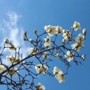 목련@사랑 이미지