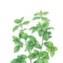 수채화 입문 이미지