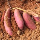 해랑달이랑영농조합법인 | 고창 황토 무농약 꿀고구마! 해들녘부터 꿀단지까지 고창 고구마 농가별 총정리